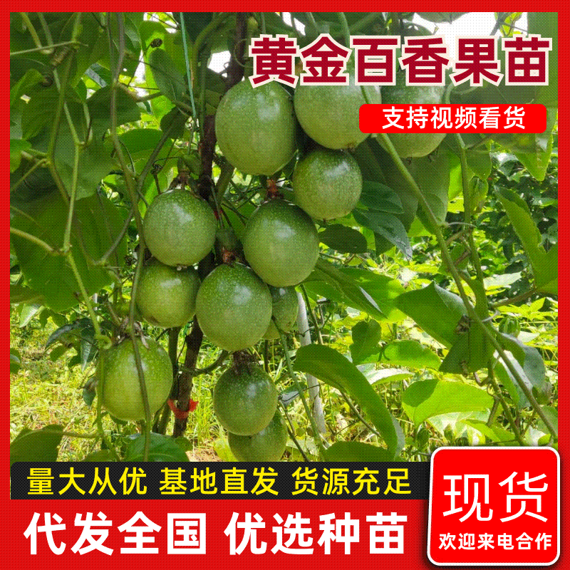 【热卖】百香果苗，钦密9号黄金百香果苗保质保量一手货源