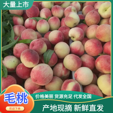 精品毛桃，安徽砀山产地直发，品质保证，价格优惠，实力商家