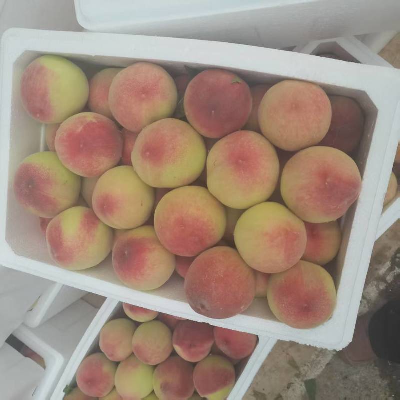精品毛桃，安徽砀山产地直发，品质保证，价格优惠，实力商家