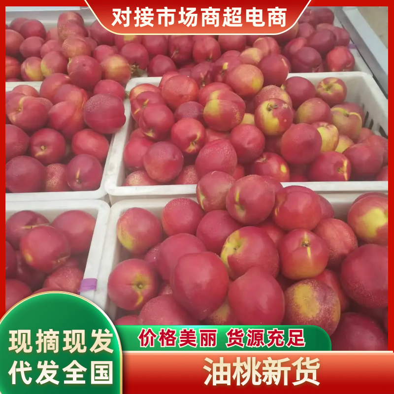 油桃，品质保证，价格优惠，产地直发，实力商家，服务周到