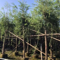 串钱柳