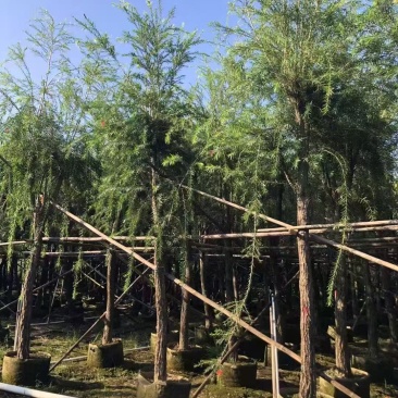 串钱柳