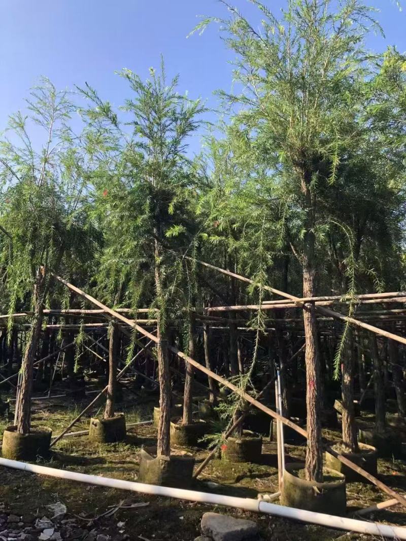 串钱柳