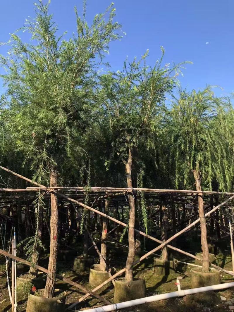 串钱柳