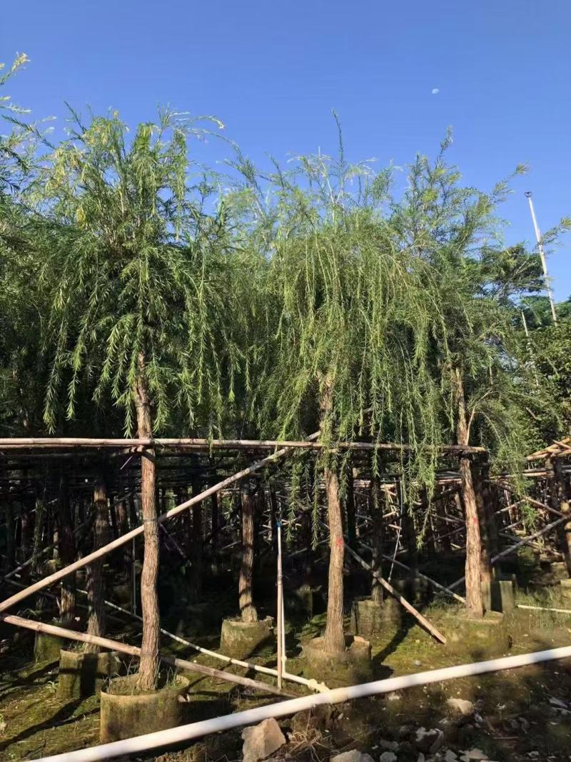 串钱柳