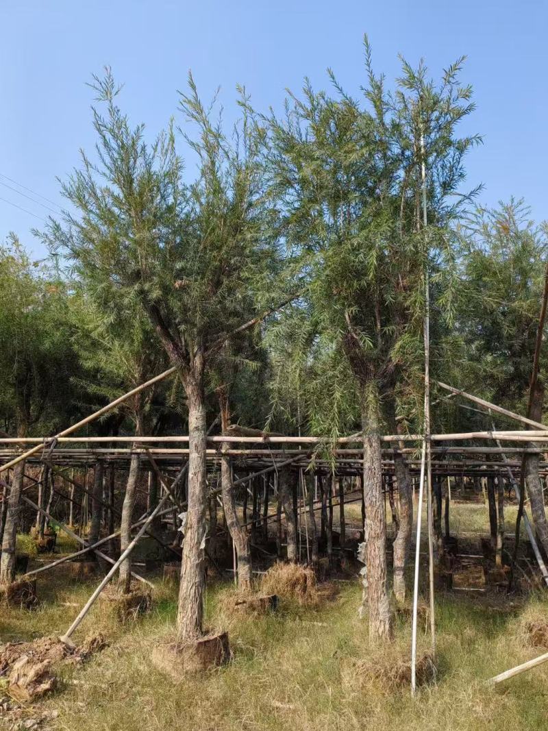 串钱柳