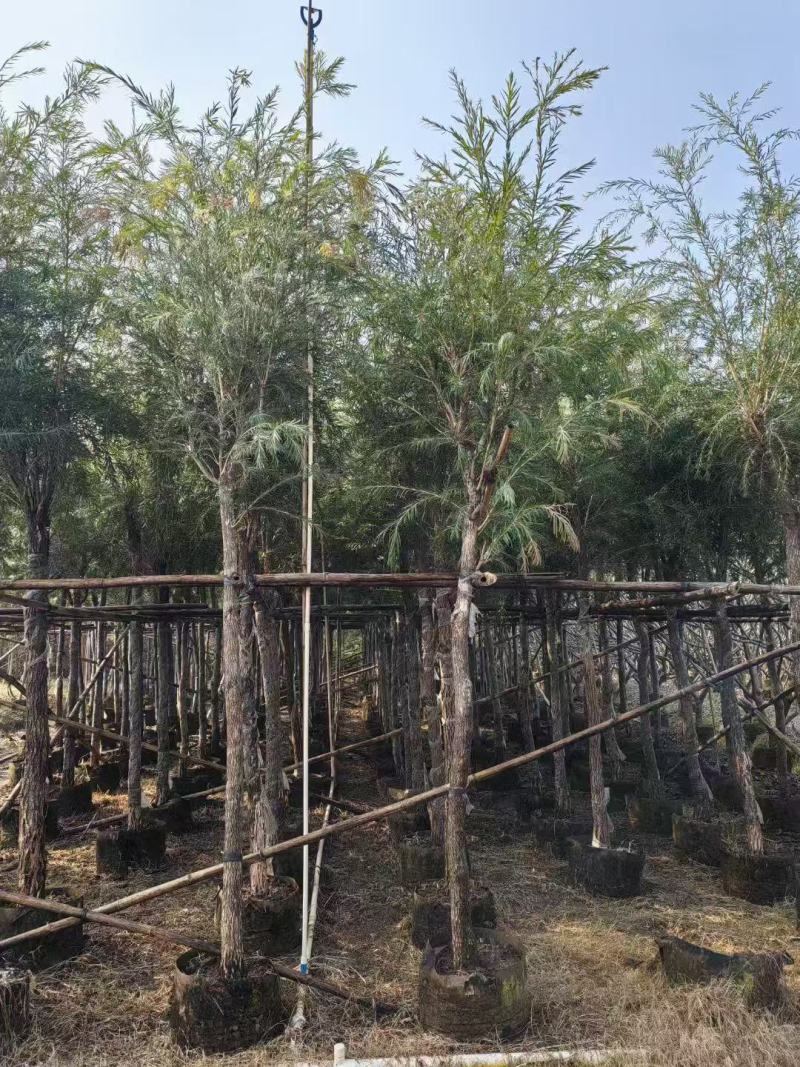串钱柳