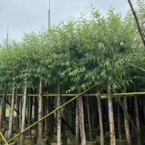 垂柳