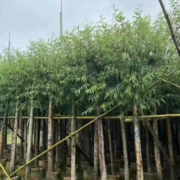 垂柳