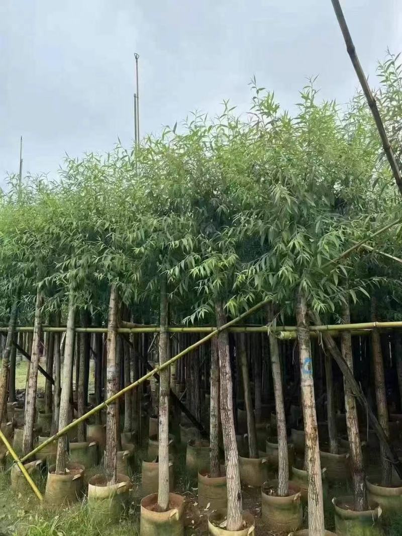 垂柳