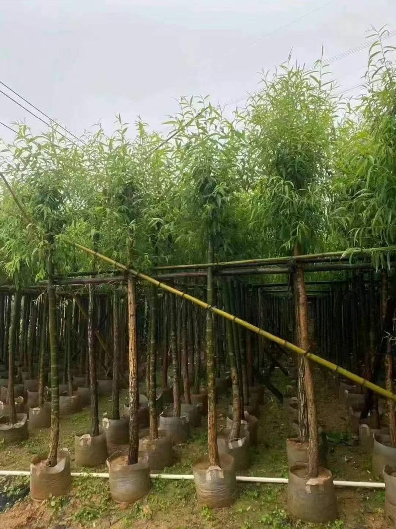 垂柳
