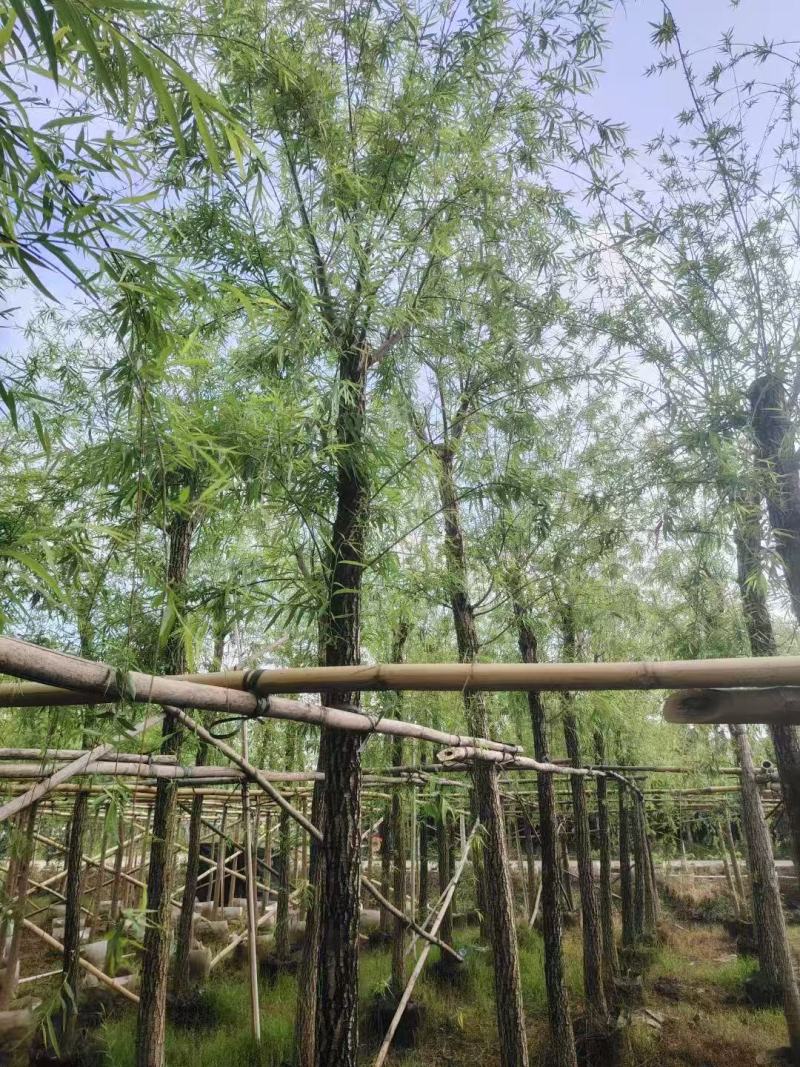 垂柳