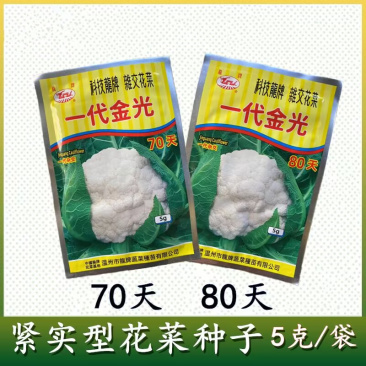 龙牌一代金光70天80天花椰菜种子紧实型花菜种子抗热