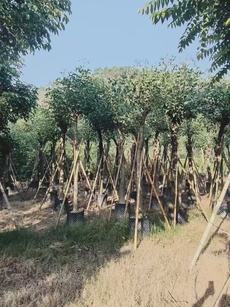 刺桐