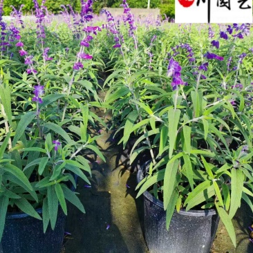 鼠尾草基地直供鼠尾草杯苗批发花境花坛花卉量大价优