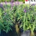 鼠尾草基地直供鼠尾草杯苗批发花境花坛花卉量大价优