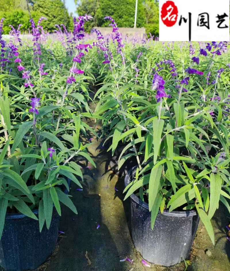 鼠尾草基地直供鼠尾草杯苗批发花境花坛花卉量大价优
