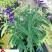 鼠尾草基地直供鼠尾草杯苗批发花境花坛花卉量大价优