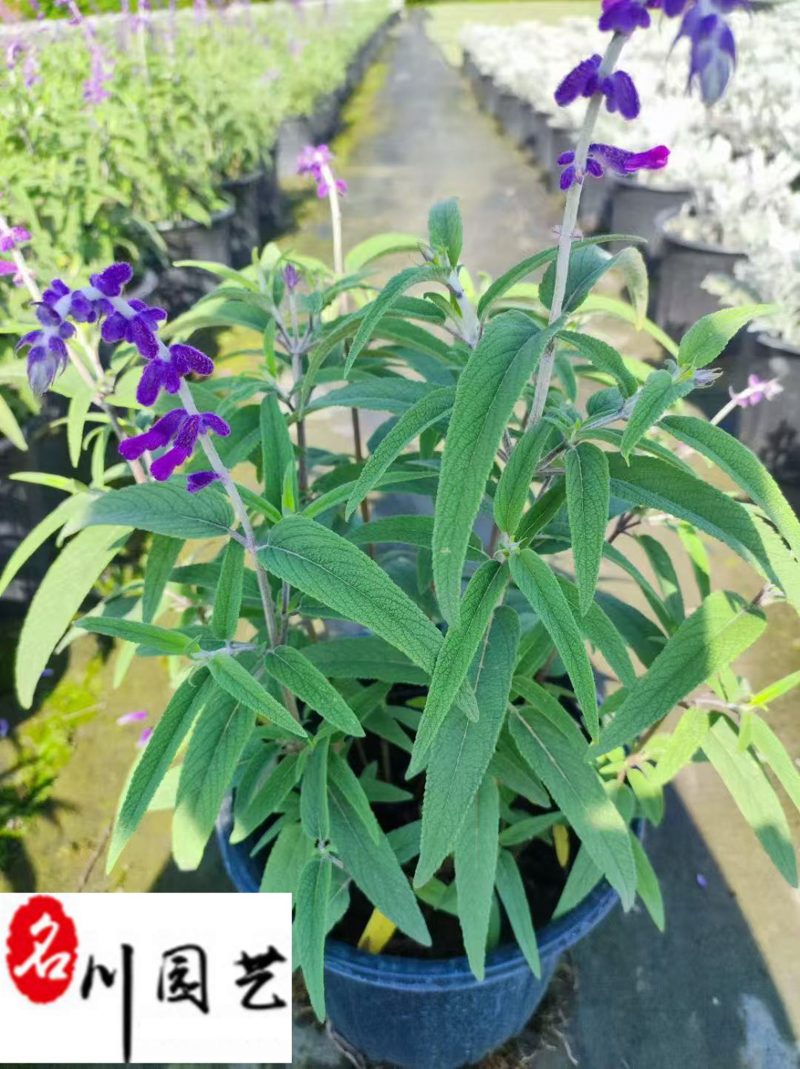 鼠尾草基地直供鼠尾草杯苗批发花境花坛花卉量大价优