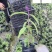 鼠尾草基地直供鼠尾草杯苗批发花境花坛花卉量大价优