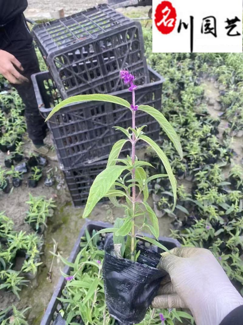 鼠尾草基地直供鼠尾草杯苗批发花境花坛花卉量大价优