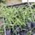鼠尾草基地直供鼠尾草杯苗批发花境花坛花卉量大价优