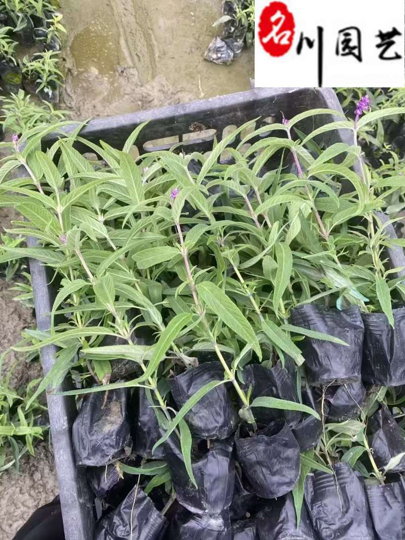鼠尾草基地直供鼠尾草杯苗批发花境花坛花卉量大价优