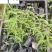 鼠尾草基地直供鼠尾草杯苗批发花境花坛花卉量大价优