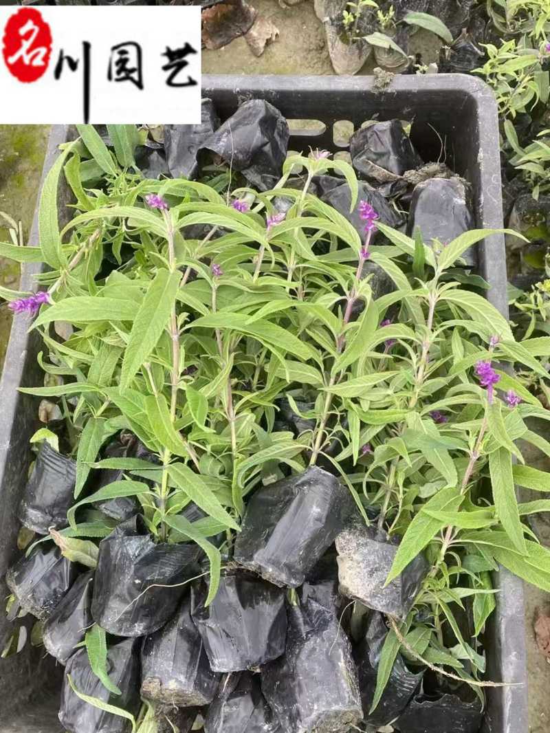 鼠尾草基地直供鼠尾草杯苗批发花境花坛花卉量大价优