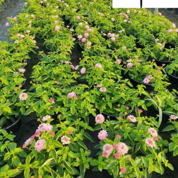五色梅苗圃基地直供五色梅马缨丹杯苗批发花境花坛花卉