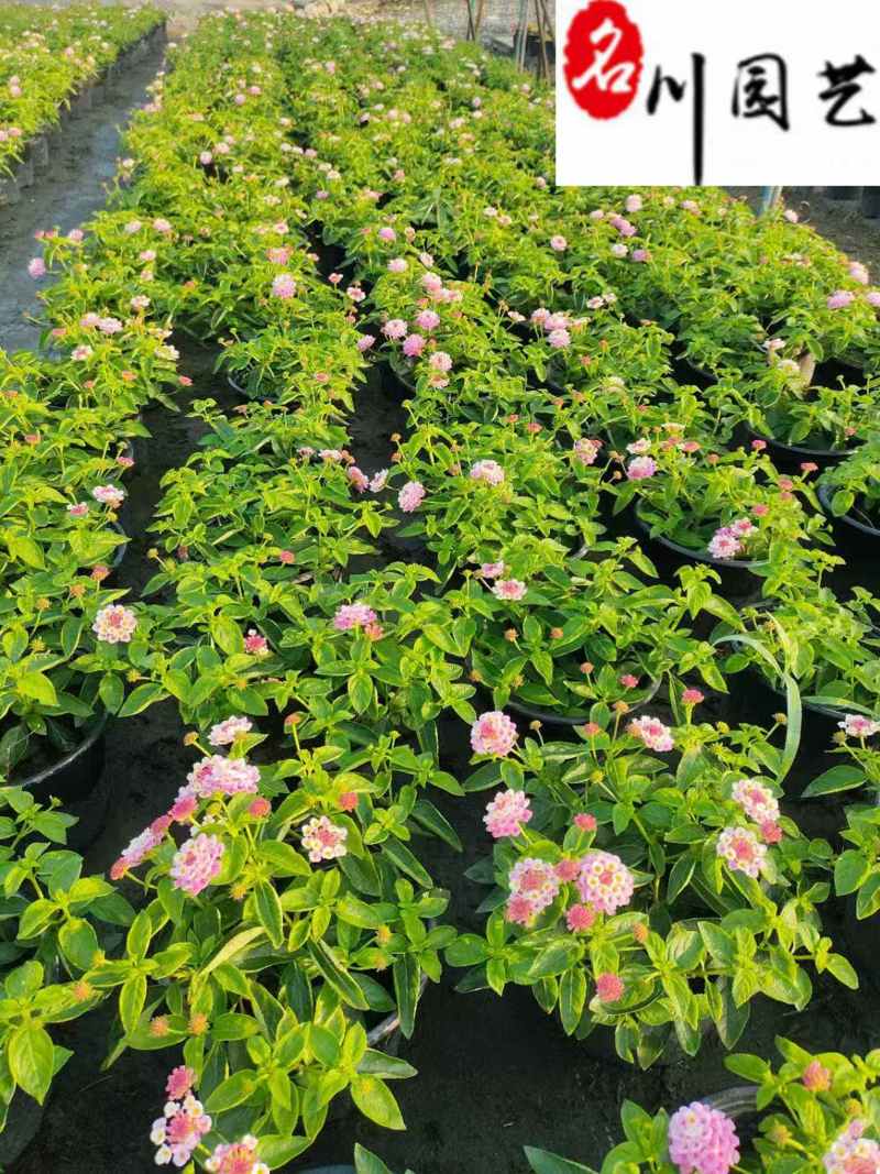 五色梅苗圃基地直供五色梅马缨丹杯苗批发花境花坛花卉
