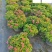 五色梅苗圃基地直供五色梅马缨丹杯苗批发花境花坛花卉