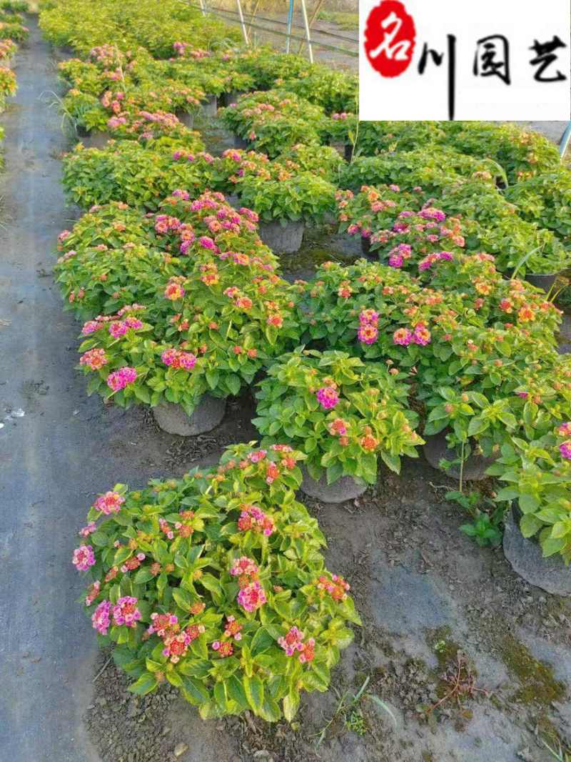 五色梅苗圃基地直供五色梅马缨丹杯苗批发花境花坛花卉