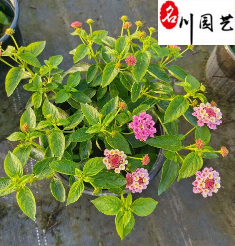 五色梅苗圃基地直供五色梅马缨丹杯苗批发花境花坛花卉