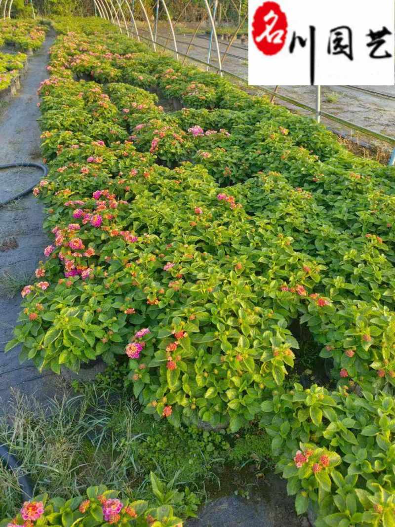 五色梅苗圃基地直供五色梅马缨丹杯苗批发花境花坛花卉