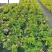 五色梅苗圃基地直供五色梅马缨丹杯苗批发花境花坛花卉