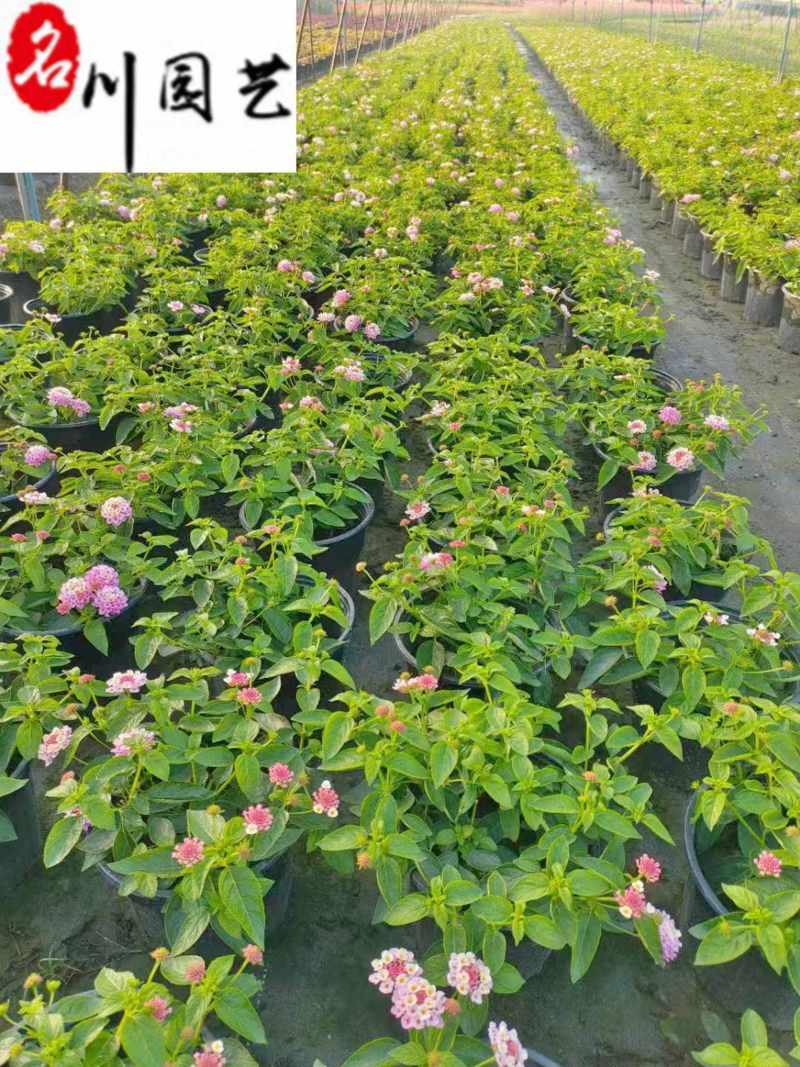 五色梅苗圃基地直供五色梅马缨丹杯苗批发花境花坛花卉
