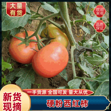 硬粉西红柿产地直供代发全国一手货源支持视频看货欢迎询价