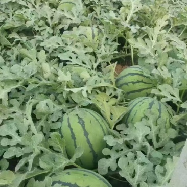 甜王西瓜大量上市精品直供新鲜货源对接电商