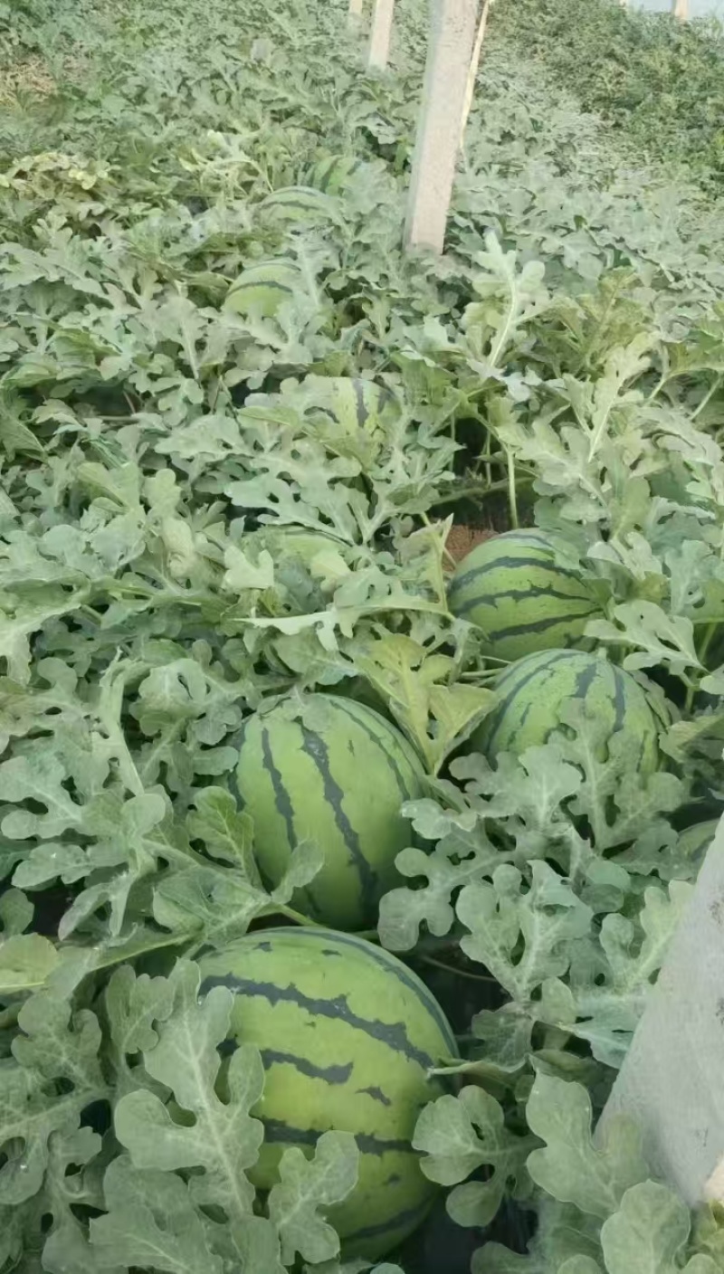 甜王西瓜大量上市精品直供新鲜货源对接电商