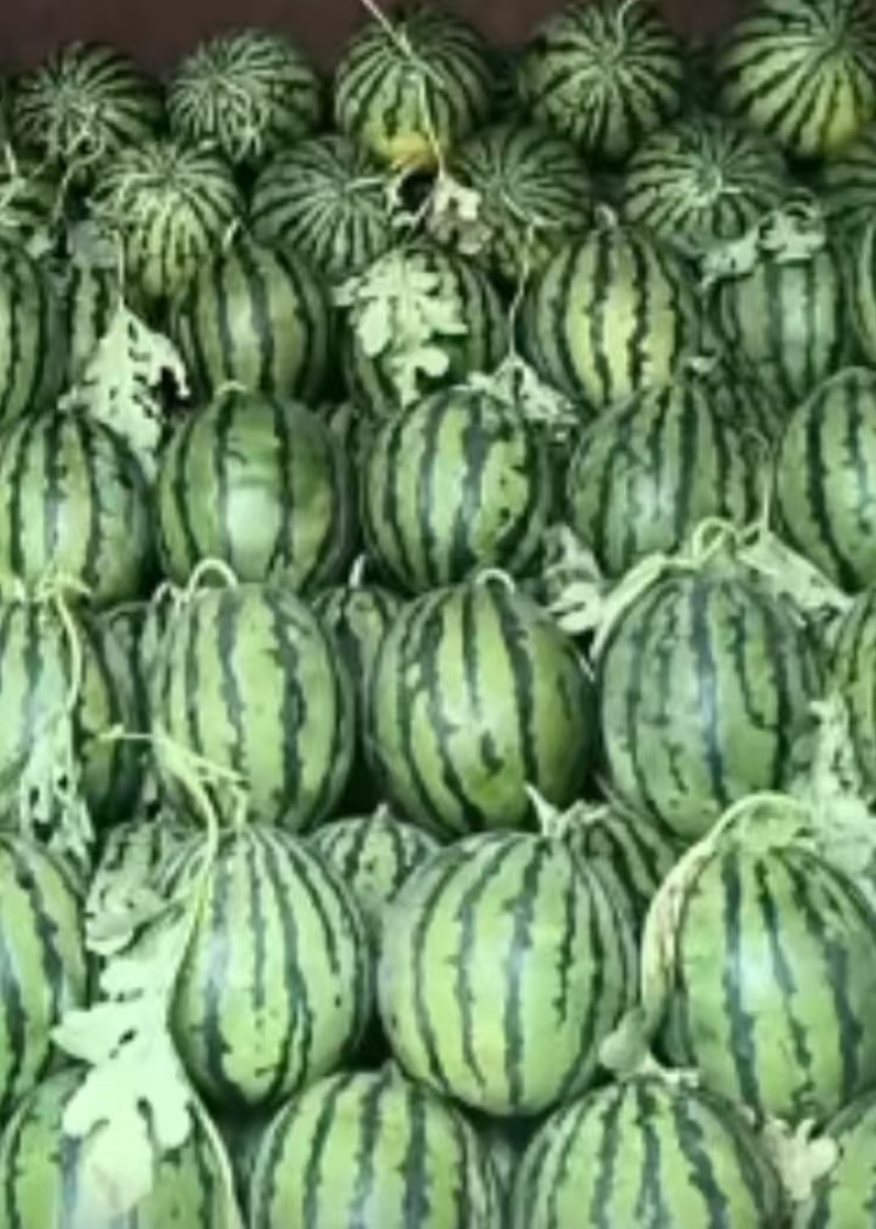 甜王西瓜大量上市精品直供新鲜货源对接电商