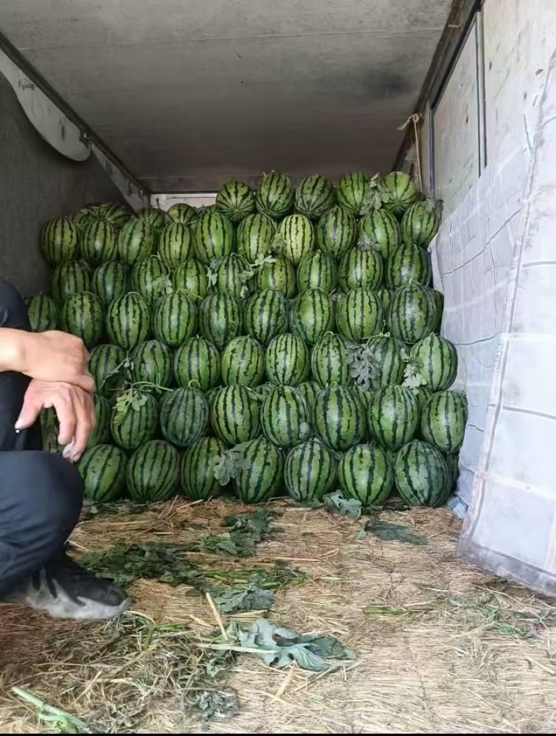 京欣西瓜产地直销大量有货价格美丽欢迎电联5月30