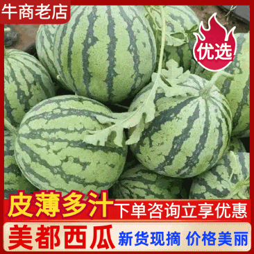 美都西瓜基地直销保质保量价格优惠欢迎各大老板采购
