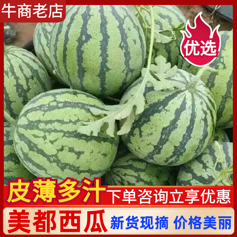美都西瓜基地直销保质保量价格优惠欢迎各大老板采购