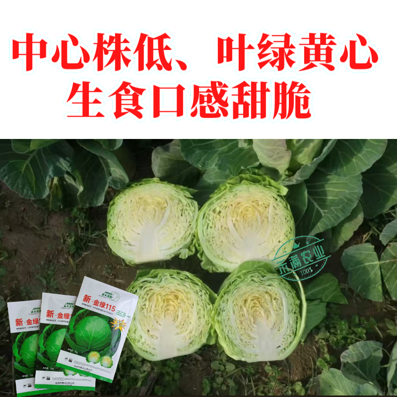 【沙拉甘蓝】金绿115水果甘蓝种子生食脆甜圆球型早熟抗病