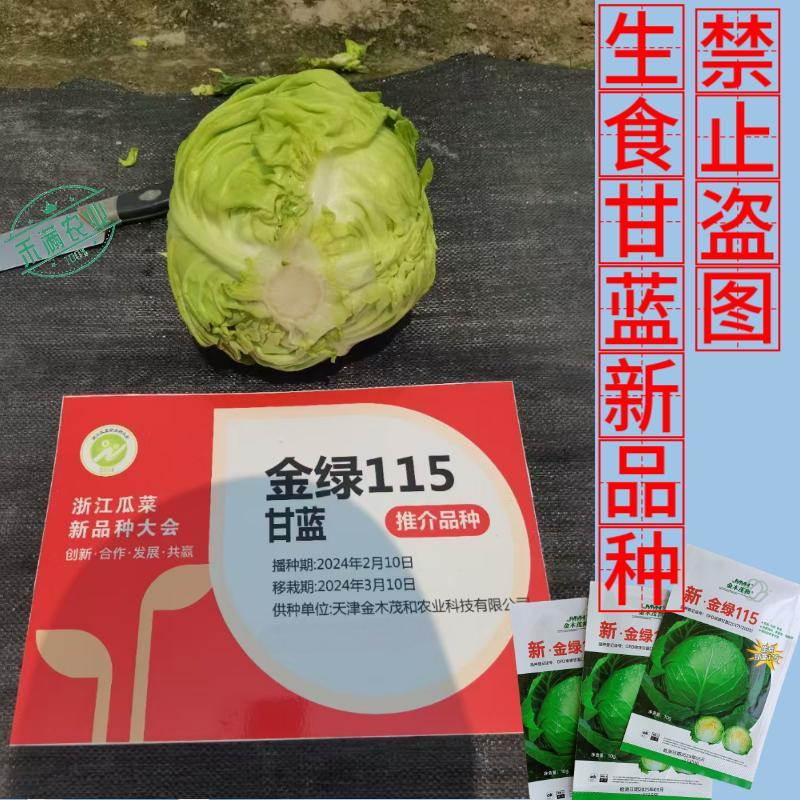 【沙拉甘蓝】金绿115水果甘蓝种子生食脆甜圆球型早熟抗病