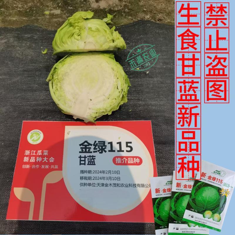 【沙拉甘蓝】金绿115水果甘蓝种子生食脆甜圆球型早熟抗病