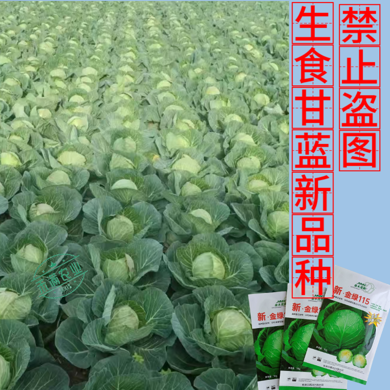 【沙拉甘蓝】金绿115水果甘蓝种子生食脆甜圆球型早熟抗病