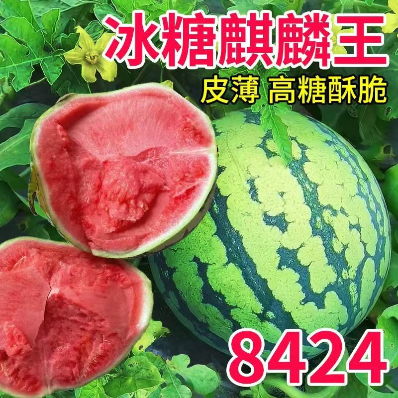 遂宁大棚西瓜美都西瓜，货源充足量大从优头茬西瓜