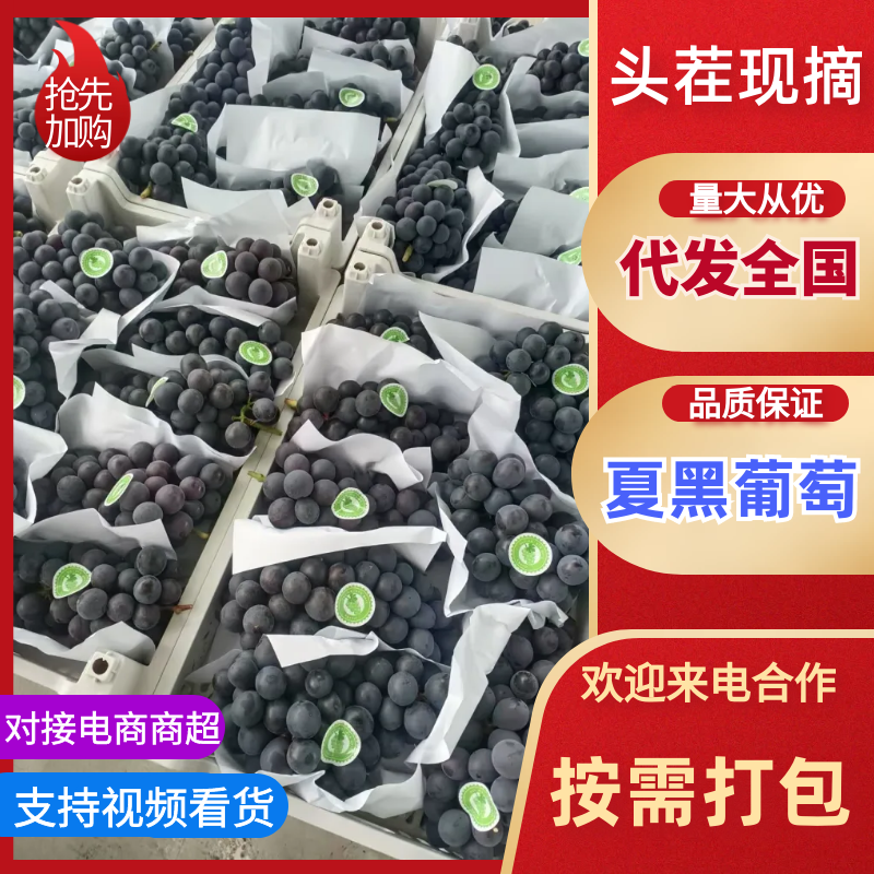 浙江葡萄台州夏黑葡萄对接电商市场商超等各类客户1